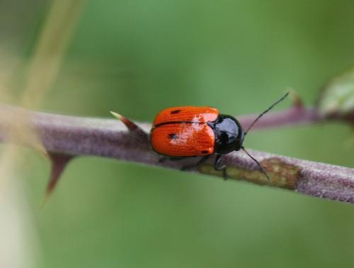 Réf. 211 467 : Cryptocephalus bipunctatus